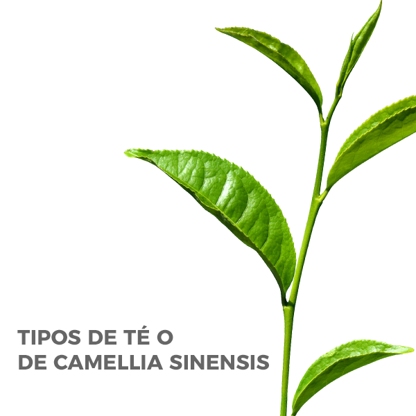 Tipos de Té o de Camellia Sinensis