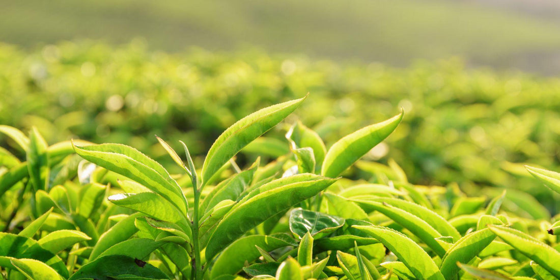 Diferencia entre Té Verde y Té Negro - Hierbas Orgánicas de México