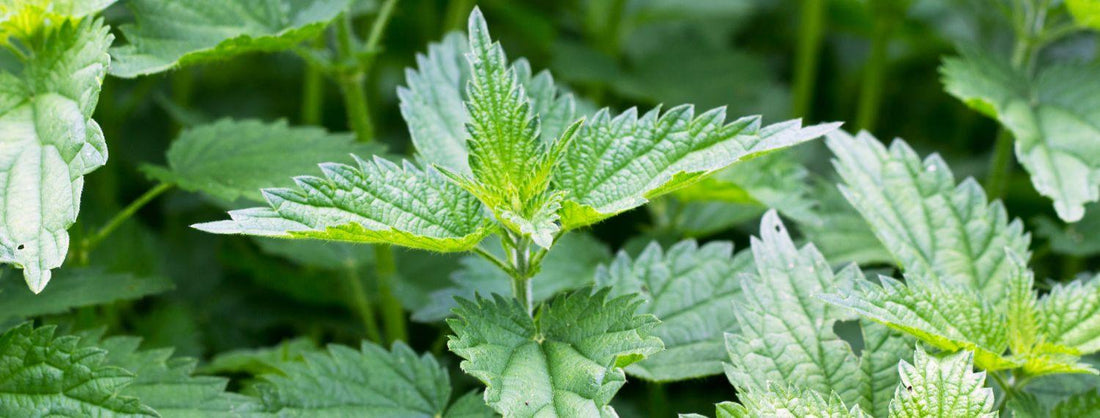 ¿ Para qué sirve la Ortiga ? - Hierbas Orgánicas de México
